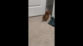 Puppy and Cat Playing Together