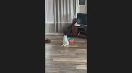 Handsome Cat Sitting Like a Human