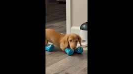 Mini Dachshund’s First Time in Crocs