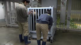 Japan sends pandas back to China over Taiwan remarks