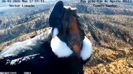Three condors perch in front of camera in Chile