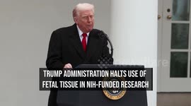 Trump Administration Halts Use Of Fetal Tissue In NIH-Funded Research