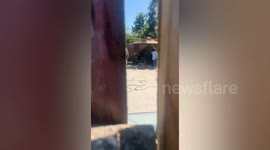 Men arrested as remains of 37 dogs uncovered at 'rescue centre'