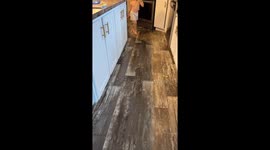 Cat calmly rides toy cart as kids circle the kitchen in in Troutville, Pennsylvania, USA