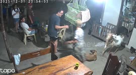 Goats crash New Year’s celebration in Echague, Isabela, Philippines