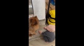 Toddler and family dog share a sweet and unexpected bonding moment in Moscow, Russia
