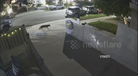Coyote Attempts to Ambush Leashed Dog
