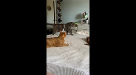 Cat Calmly Walks Out Of Bag