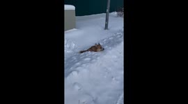 Corgi Snowpiercer