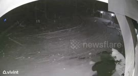 US: 6-Foot Taxidermy Black Bear Stolen From Residential Porch In Allegan County