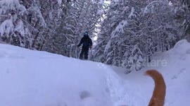 Skiing With My Dog via His POV
