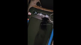 Luna the Feline Treadmill Addict