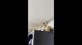 Rescuing a Cat From a Stretch Ceiling