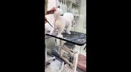 Playful dog resists grooming, kicks groomer while having hair trimmed in Liaoning, China