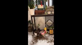 Mischievous dogs dig up flower pots, scattering soil across the floor in Jiangsu, China