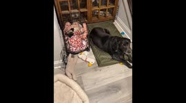 Child shares a sweet bonding moment with the family’s new pug in Wisconsin, USA
