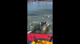 Firefighter help dog stuck on ice lake in USA firefighter post