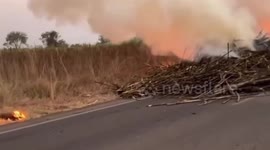 Truck carrying sugarcane hits overhead power cables and bursts into flames