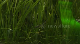 Critically endangered toothcarp fish placed under protection in Istanbul Aquarium project