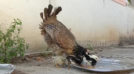 Rare Eyeless Chick Born in India: A Mother's Love Guides It