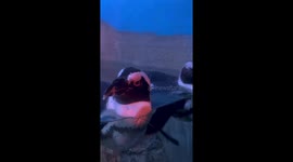 Penguins appear to dance as they float in aquarium water