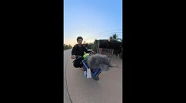 Pet cat jumps from basket during morning motorcycle ride with owner