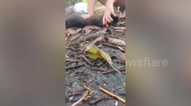 Brave pregnant woman saves pet cat from python attack