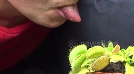 Man puts tongue in Venus flytrap
