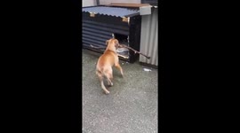 Dog tries desperately to take his oversized stick to bed with him. Doesn't fit. 