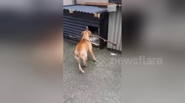 Newsflare Edit - Dog tries desperately to take his oversized stick to bed with him. Doesn't fit. 