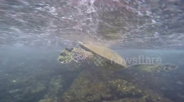 Green sea turtle struggles in strong stream