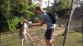 Kangaroo 'attacks' man when he tries to stroke her