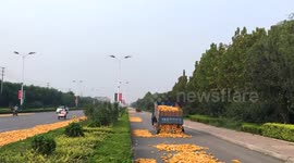 Interesting scene in rural China:dry corns at the roadside