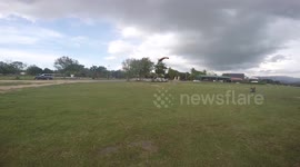 Skydiver clips tree and screws landing