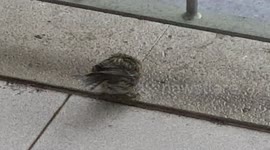  Cute wet bird eating the seeds that fell on my balcony after heavy rains