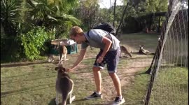 Kangaroo 'attacks' man when he tries to stroke him