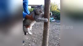 Cat does not want to let go of tree
