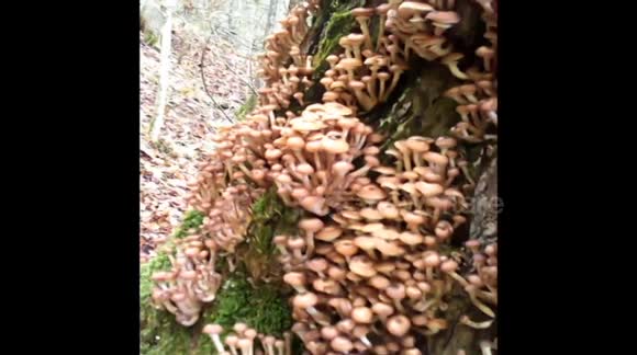 Thousands of mushrooms grow on tree in New Hampshire