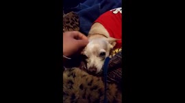 BC Storm Woes (Chihuahua refusing to go for a walk)