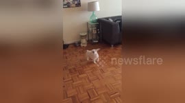 Newsflare Edit - Jack fighting with a kibble. Kibble wins