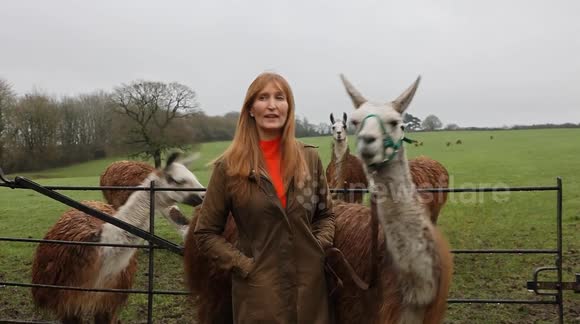 a herd of llamas cornered a suspected tobacco thief Local llamas trap thief by cornering him in field until police arrive