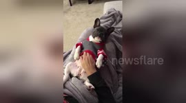 Newsflare Edit - Update on ASL Puppy