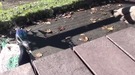 peacocks love french fries