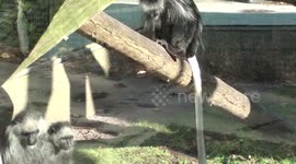 African King colobus monkeys have distinctive long, strong, white tails 