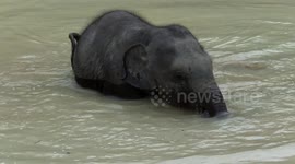 Adorable 5 month old baby elephant has an adventure!