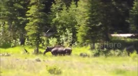 Moose in Yellowstoe near Cooke City