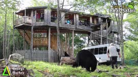 Moncton man eats peanuts with Wild Bear