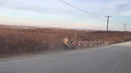 Sled dogs pull buggy along road in Alaska