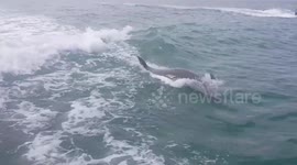 Dolphin jumping along side boat at Clearwater Beach.