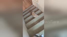 Puppy goes down stairs like a boss